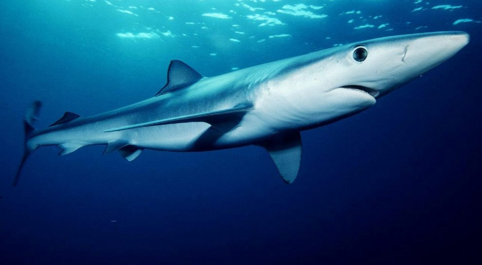 Bescherm de blauwe haai