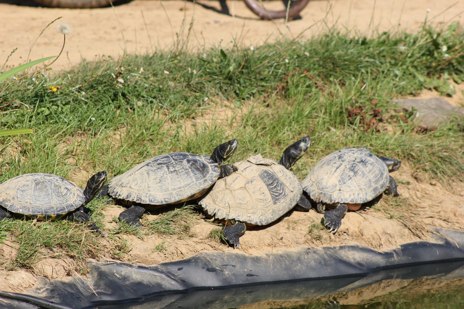 Opening schildpaddenopvang 2 oktober