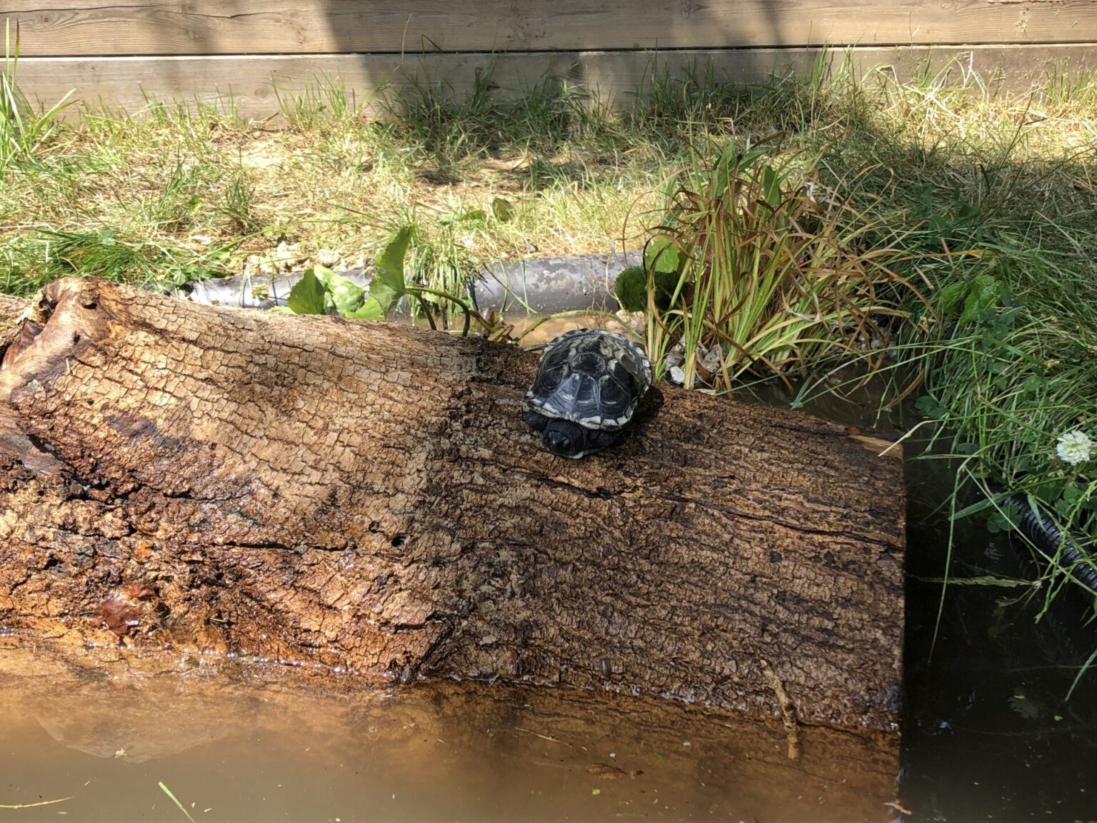 Turtle Shell Canopy Shelter for turtles and tortoises - Faunawatch