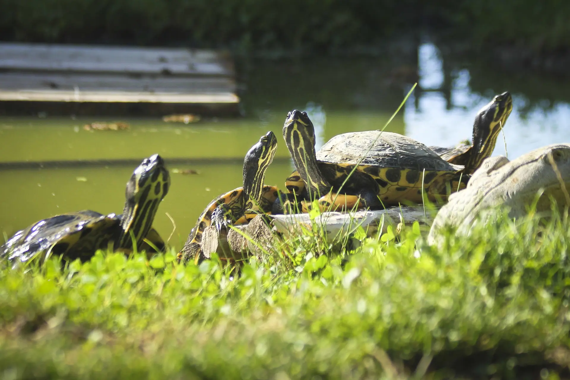 Svauoumu Snake Hide Schildpad schuilplaats Bebaarde