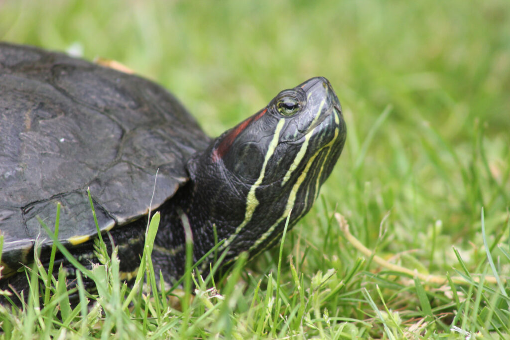 roodwangige schildpad
