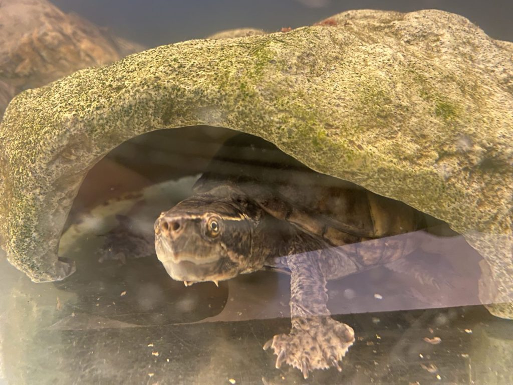 meld een schildpad